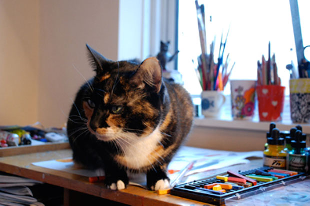 Studio Cat